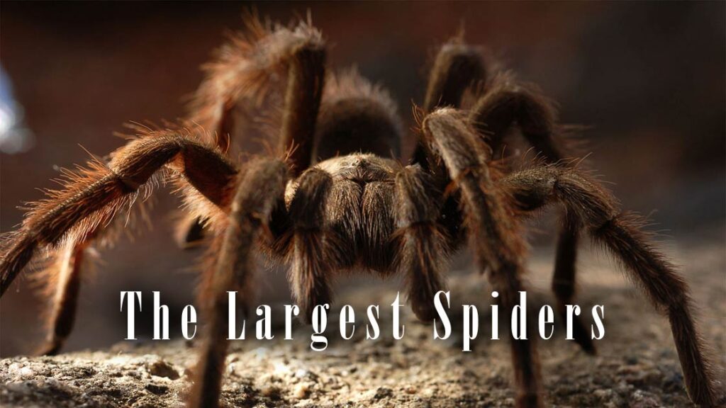 The Biggest Spider in the World: A Deep Dive into the Giant Arachnids