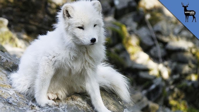 Winter Animals: The Amazing Creatures That Thrive in Cold Climates